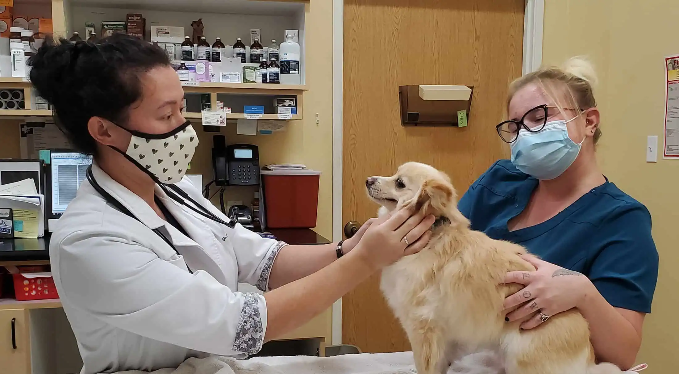 A doctor and vet tech inspecting a dog