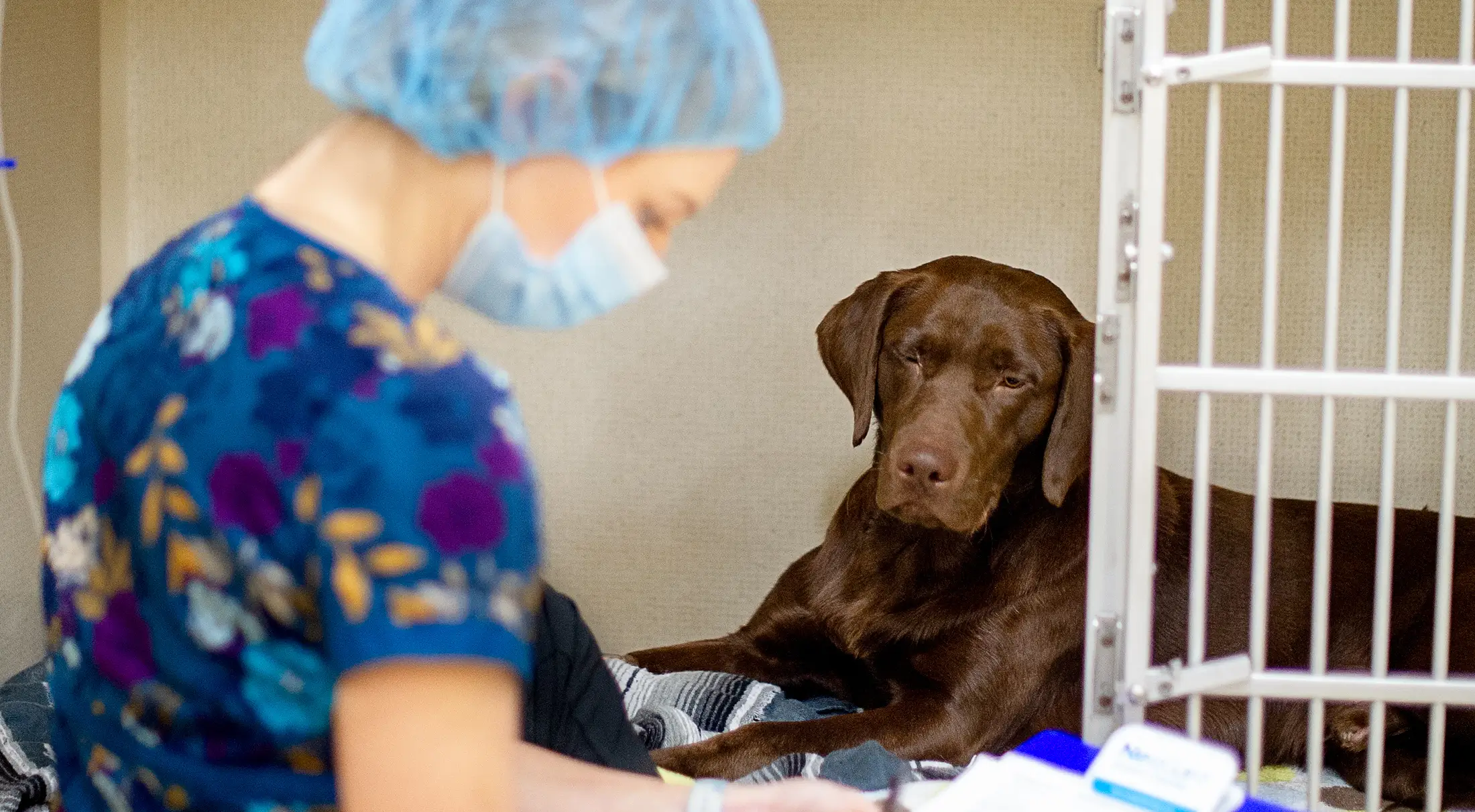 A vet tech working with a canine patient