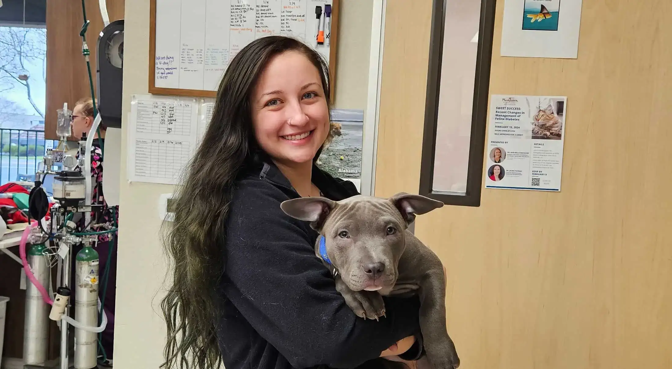 A vet tech with a pit bull patient