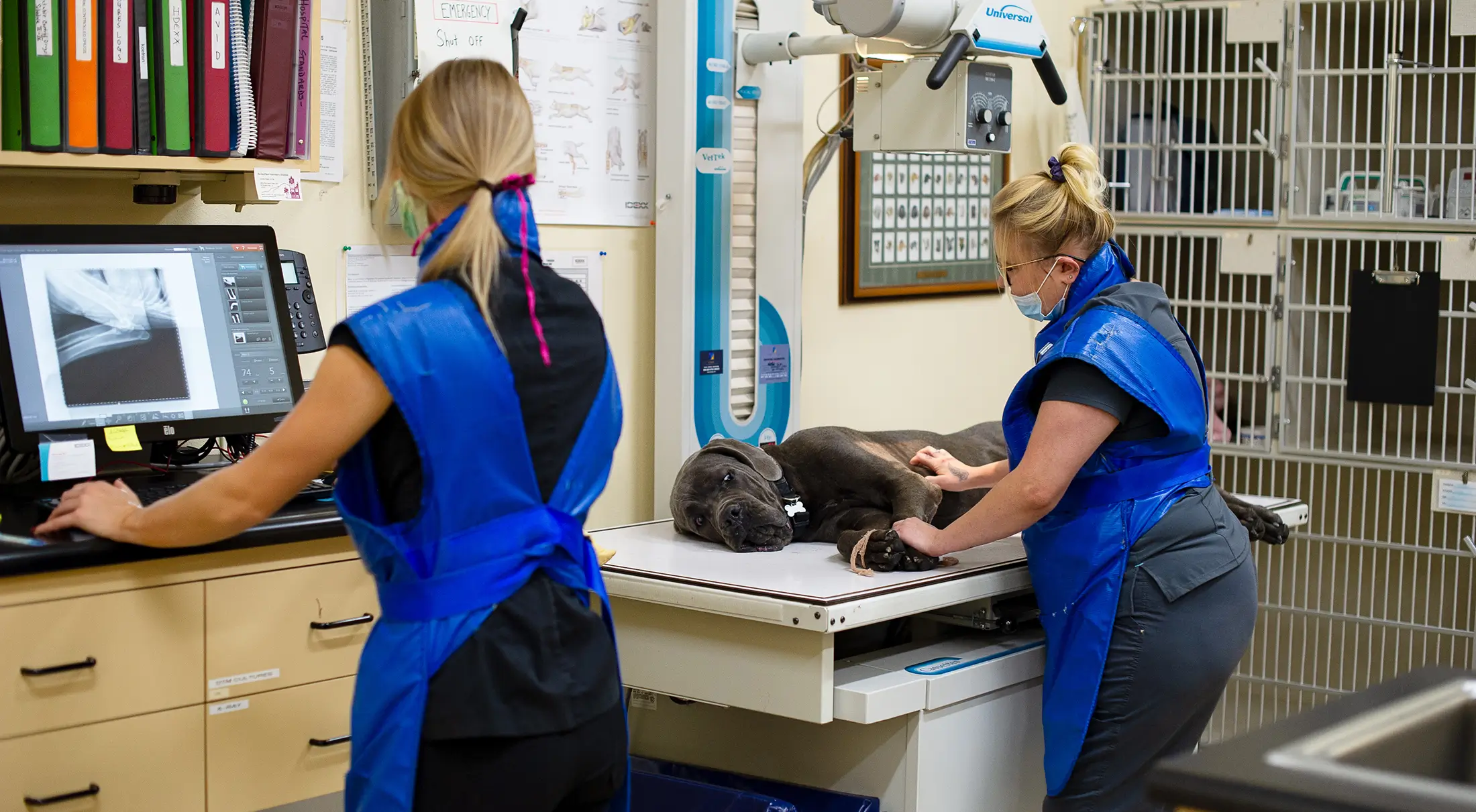 Vet techs taking x-rays